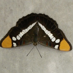 adelpha bredowii brushfooted butterfly - California Sister - brushfooted butterfly - the garage was popular in 2010 adelpha bredowii brushfooted butterfly